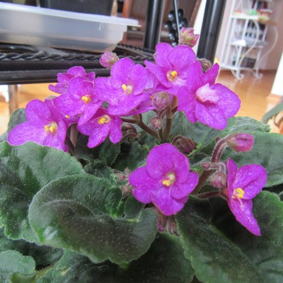 Meet your Posher, Jennifer - Picture 7 of 8